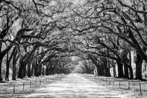 Wormsloe Plantation   Savannah 04420